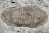 Long, Prone Isotelus Brachycephalus Trilobite - Ohio #225039-3